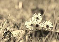 Szary + Sepia