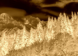Sepia + Negatyw