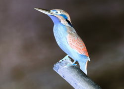 Negatyw