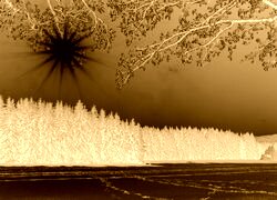 Sepia + Negatyw