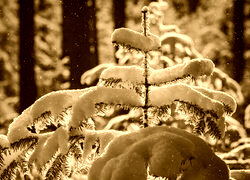 Sepia