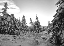 Szary + Sepia