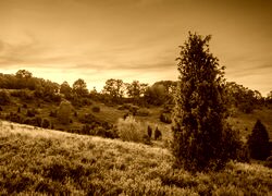 Sepia