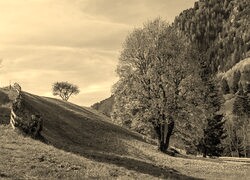 Szary + Sepia