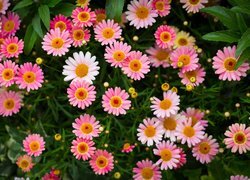 Oryginalny obrazek