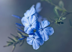 Oryginalny obrazek