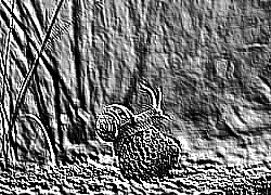Skamielina