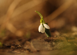 Oryginalny obrazek