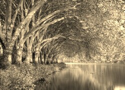 Szary + Sepia