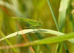 Oryginalny obrazek