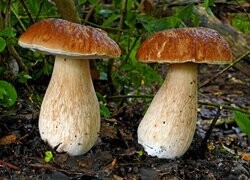 Oryginalny obrazek