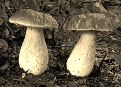 Sepia