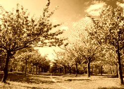 Sepia