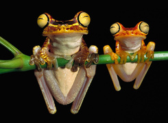 Oryginalny obrazek