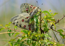 Oryginalny obrazek