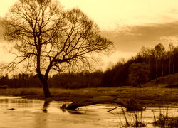 Sepia