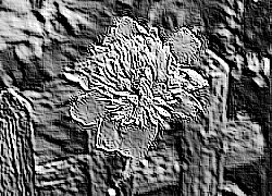 Skamielina