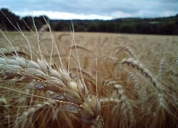 Oryginalny obrazek