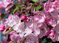 Oryginalny obrazek