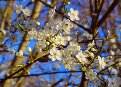 Oryginalny obrazek