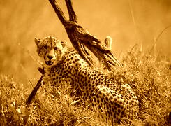 Sepia
