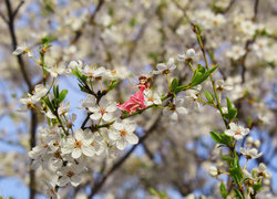 Oryginalny obrazek