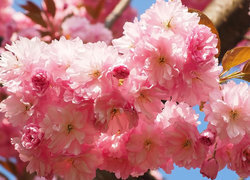 Oryginalny obrazek