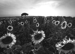 Szary + Sepia