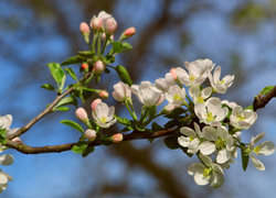 Oryginalny obrazek