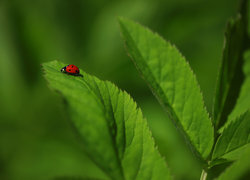 Oryginalny obrazek