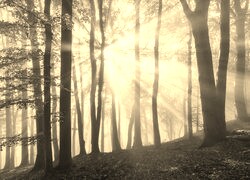 Szary + Sepia