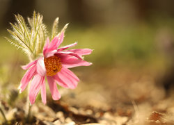 Oryginalny obrazek