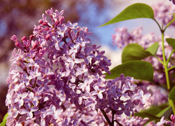Oryginalny obrazek