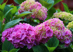 Oryginalny obrazek