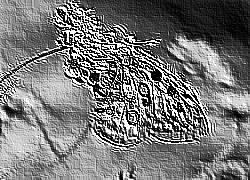 Skamielina