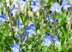 Oryginalny obrazek