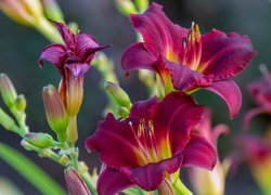 Oryginalny obrazek
