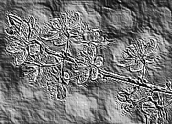 Skamielina
