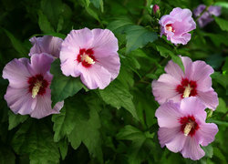 Oryginalny obrazek
