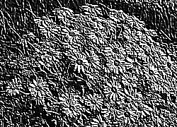 Skamielina
