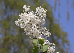 Oryginalny obrazek