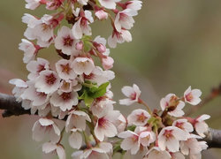 Oryginalny obrazek