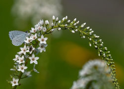 Oryginalny obrazek