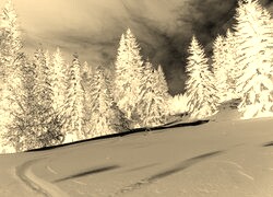 Sepia + Negatyw
