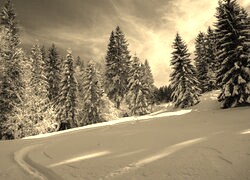 Szary + Sepia