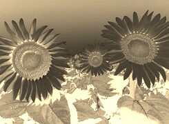 Sepia + Negatyw