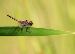 Oryginalny obrazek