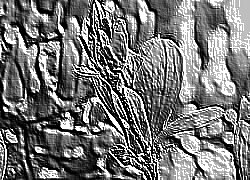 Skamielina