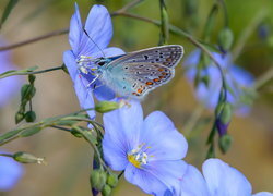 Oryginalny obrazek