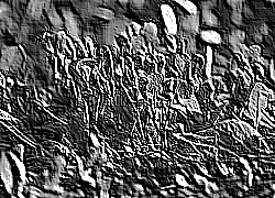 Skamielina